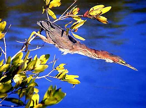 Green Backed Heron Strikes