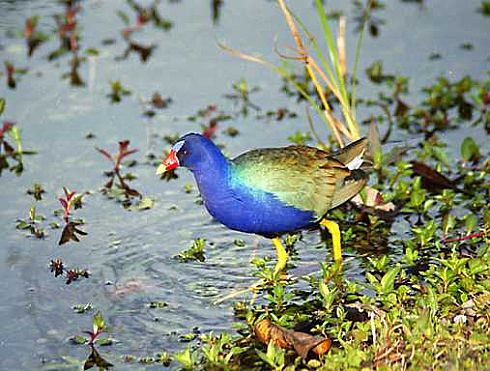 Purple Gallinule