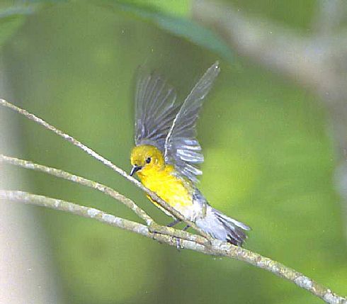 Prothonatary Warbler 