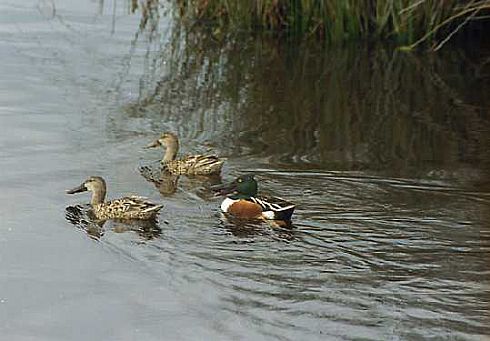 Northern Shovelers