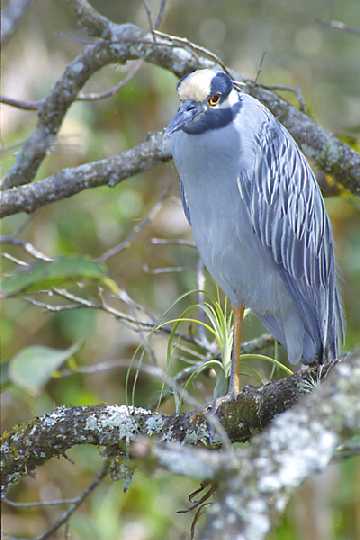 Resized Yellow Crown Night Heron2