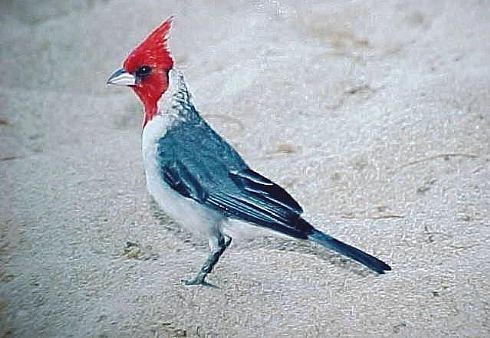 Crested cardinal