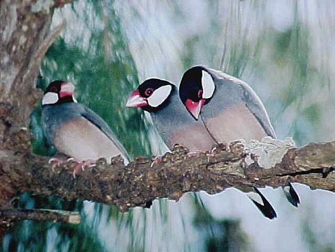 Java Sparrows