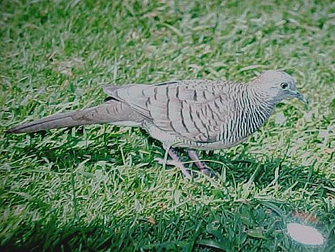 Zebra Dove