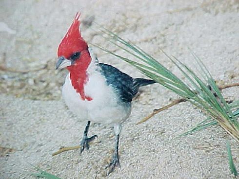 Crested Cardinal