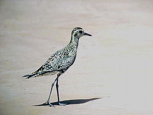 Pacific Golden Plover