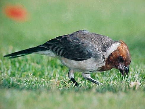 Juvinle Crested cardinal