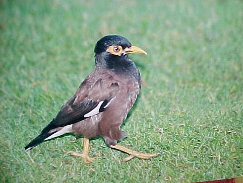 Indian Myna