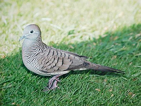 Zebra Dove