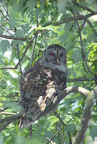 Barred Owl No 2