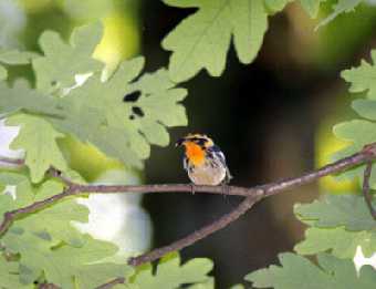 Male Blackburnian Warbler