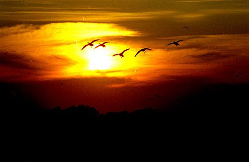 Snow Geese Sunset