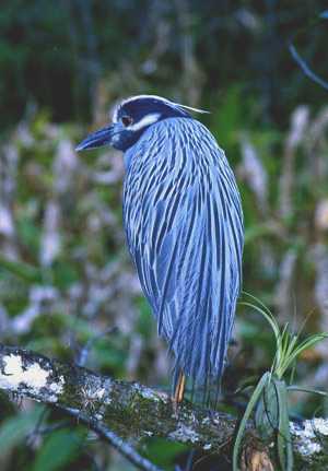 Yellow Crowned Night Heron#2