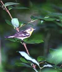 Female Blackburnian Warbler