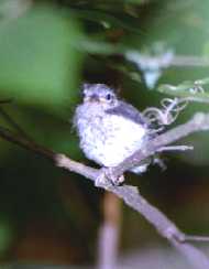 Baby Blackburnian Warbler