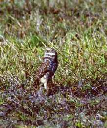 Burrowing Owl