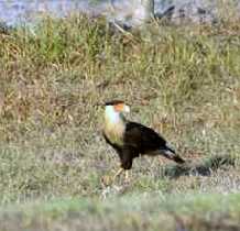 Crested Caracara #2