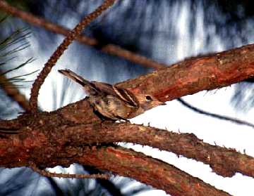 Immature Bay Breated Warbler?