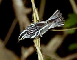 Black & White Warbler