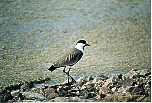 SPUR WINGED PLOVER