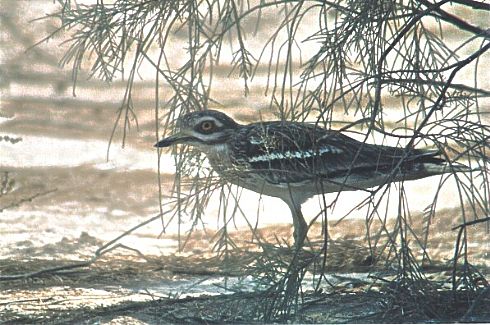 stone curlew