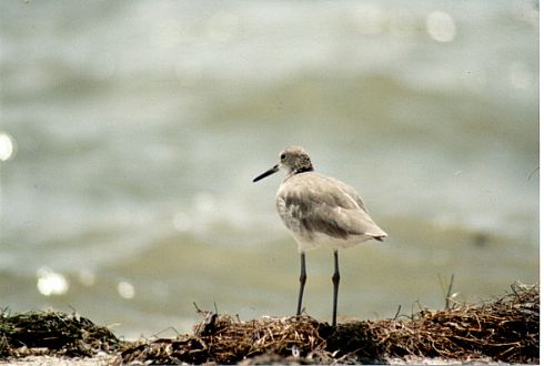 willet