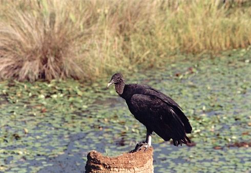 black vultue