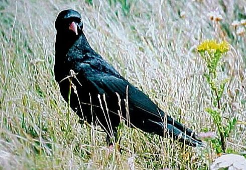 Chough.  N.Wales