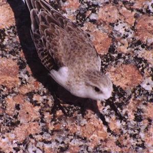 Sanderling