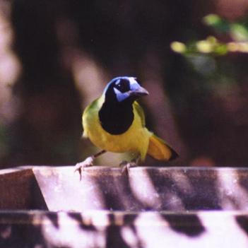 Green Jay