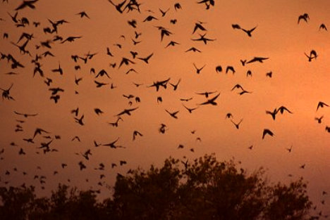 Grackles