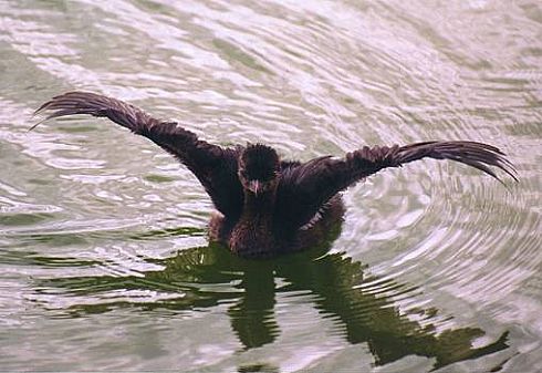 Piedbilled Grebe