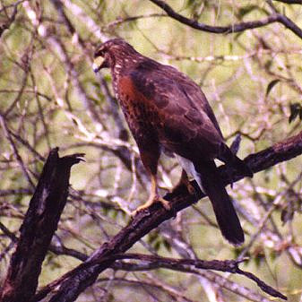 Harris Hawk