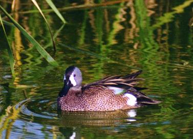 Bluewinged Teal