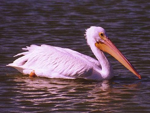 White Pelican