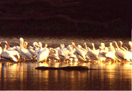 White Pelican