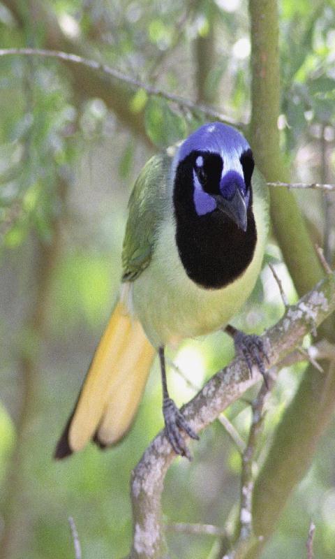 Green Jay