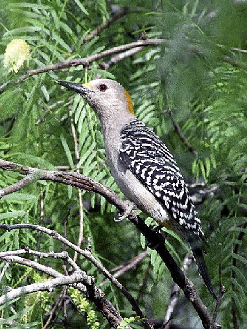 Female Golden Fonted Woodpecker
