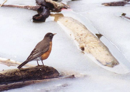 American Robin