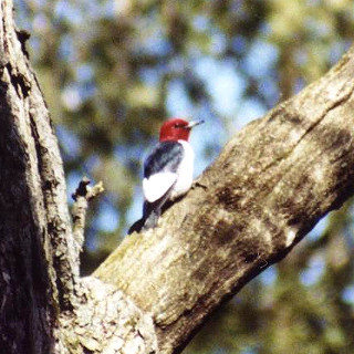 Redheaded Woodpecker