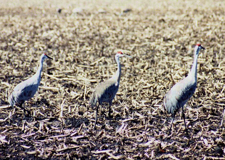 Sandhill Crane