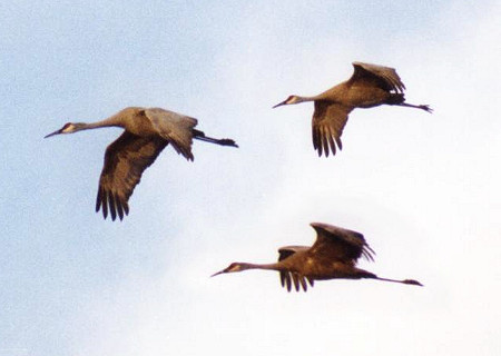 Sandhill Crane