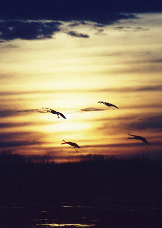 Sandhill Crane