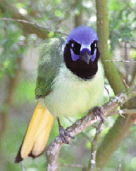 Green Jay  2