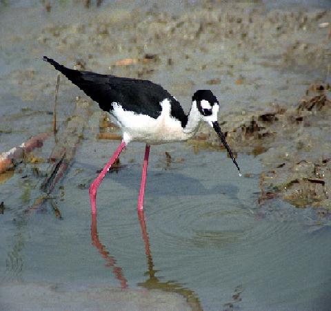 Black Neck Stilt