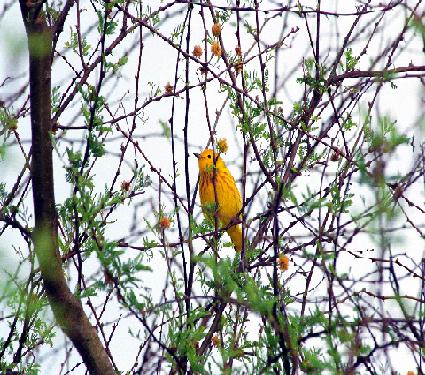 Yellow Warbler