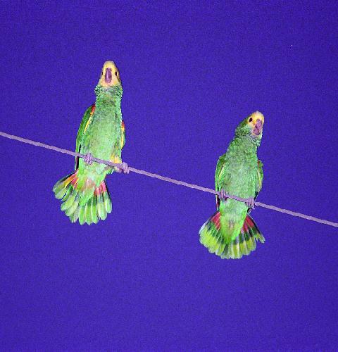 Red Crowned Parrots