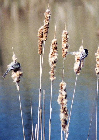 Blackcapped Chickadee