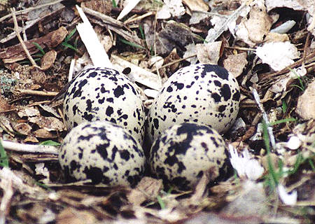 Killdeer Eggs