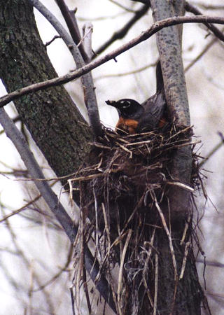 American Robin